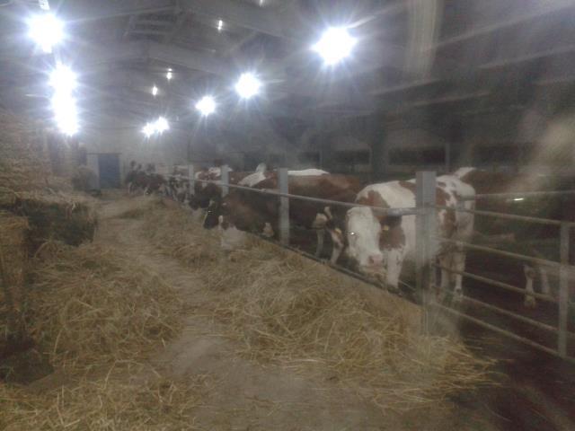 Mshtjerra-barse-Holstein