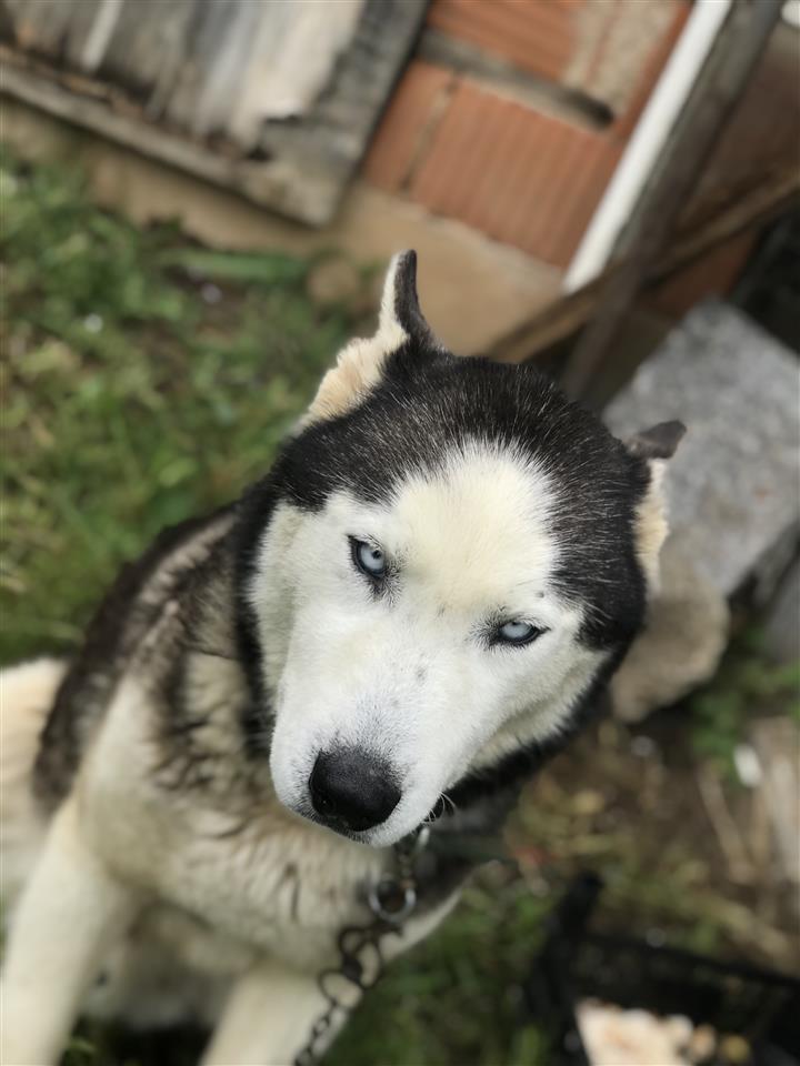 Shes-haski