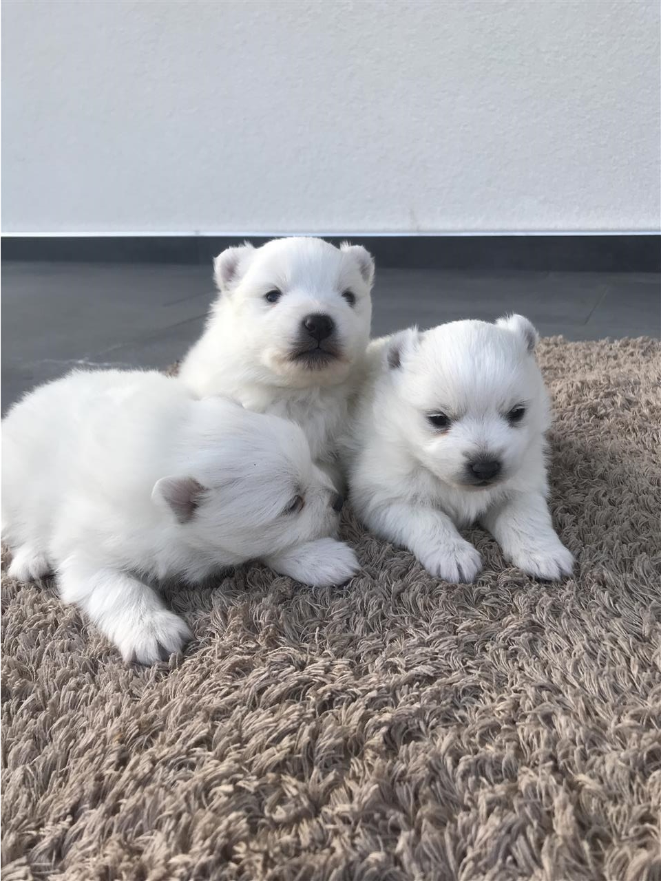 Minispitz-
