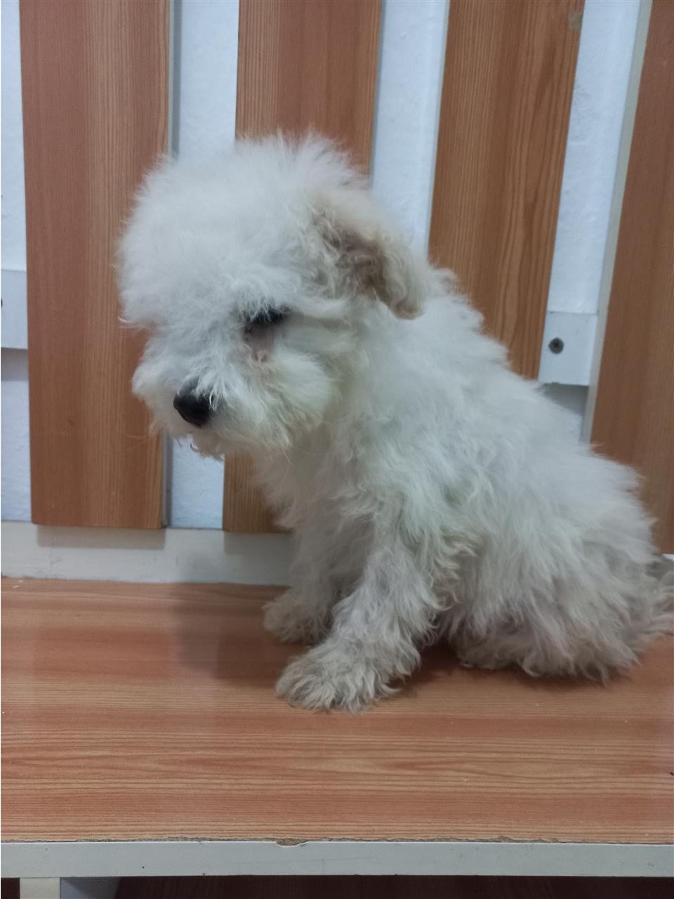 Mini-pudle