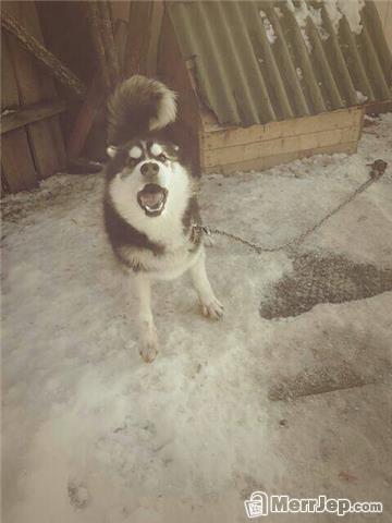 Haski