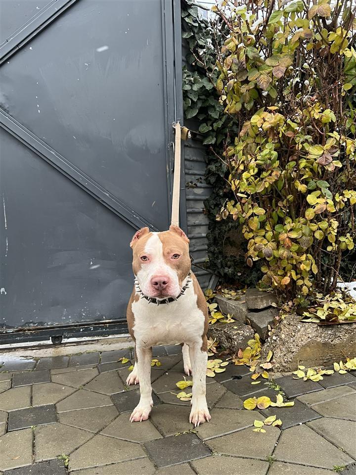 Pitbull