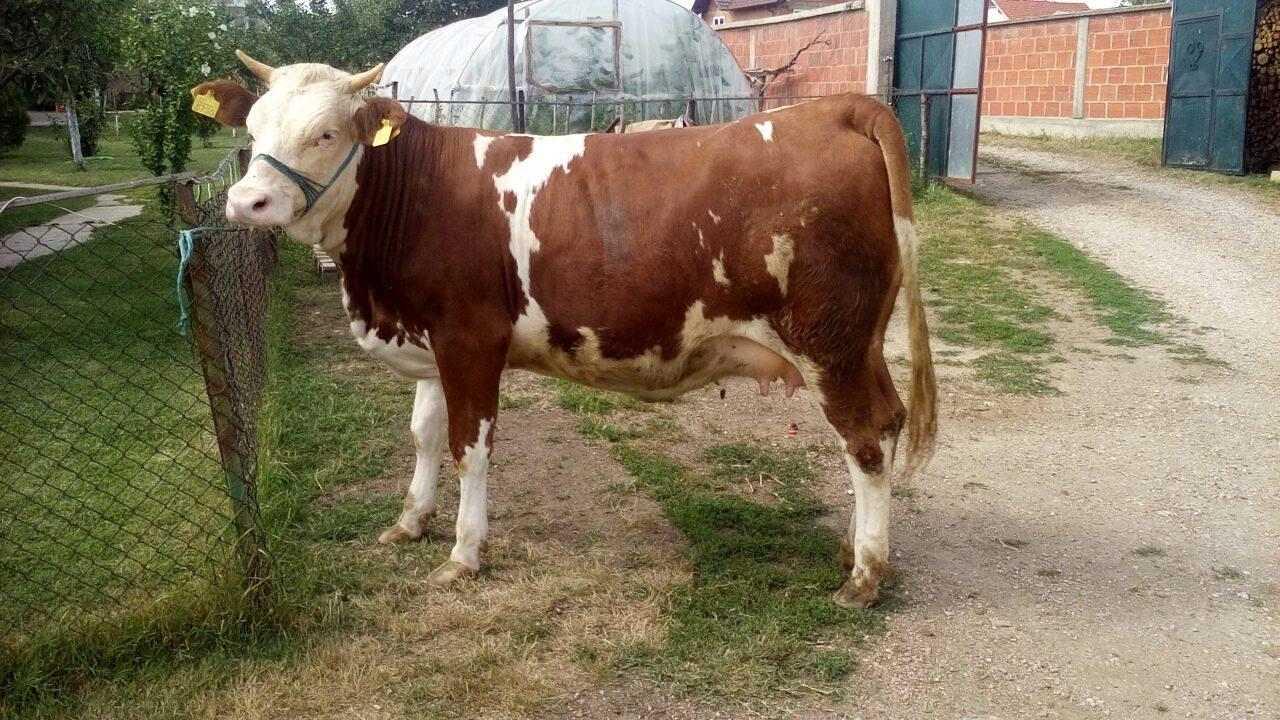 Mshtjerr