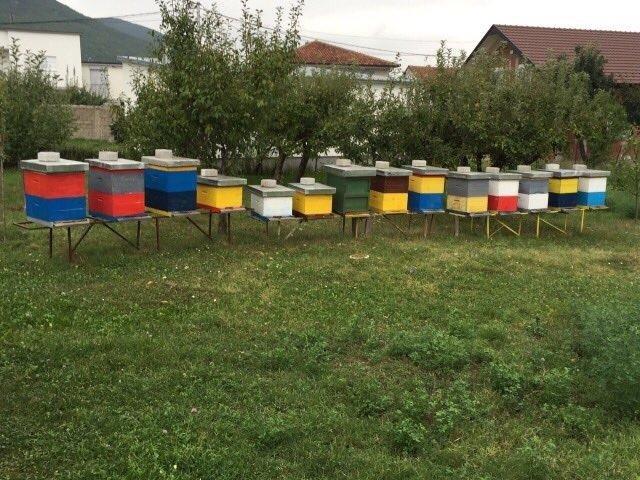 Bletë