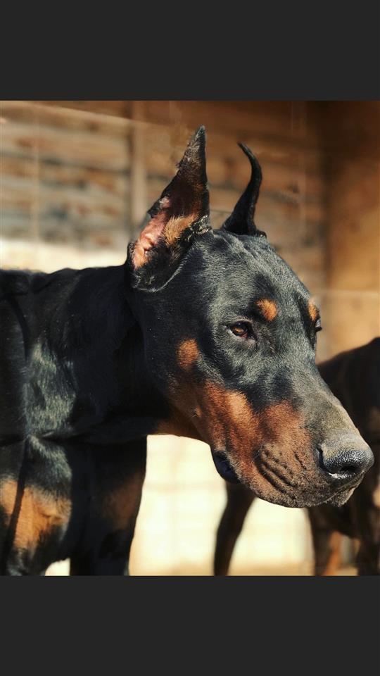 Doberman
