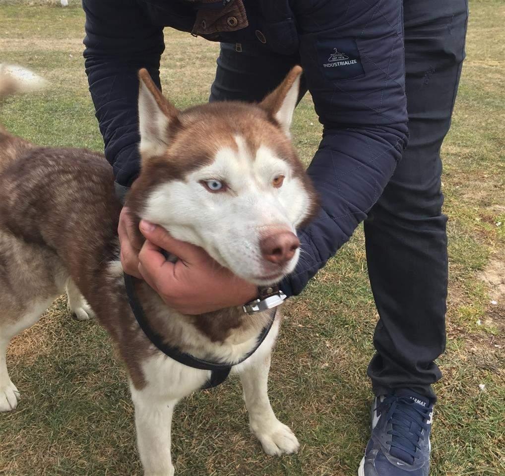 HUSKY