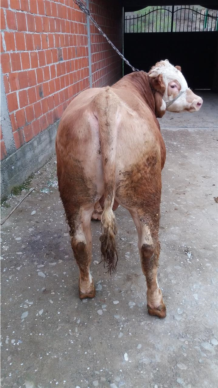 Bika