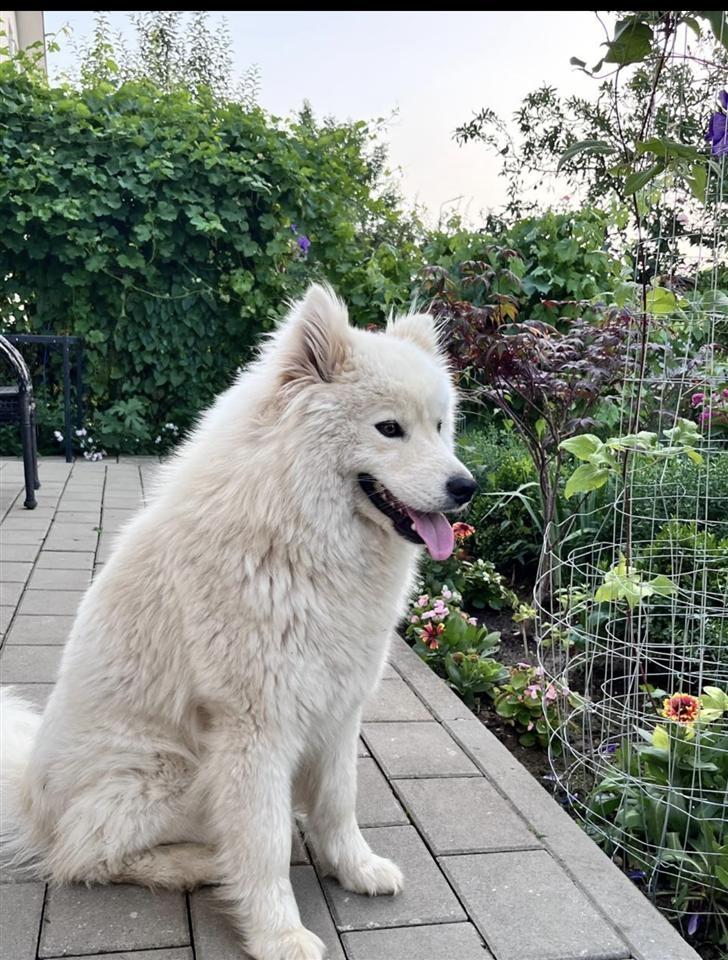 Samoyed-+Boski-Koliba