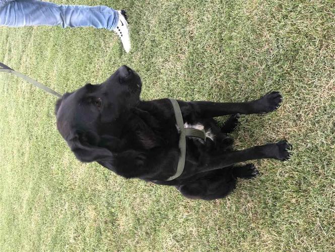 Labrador 