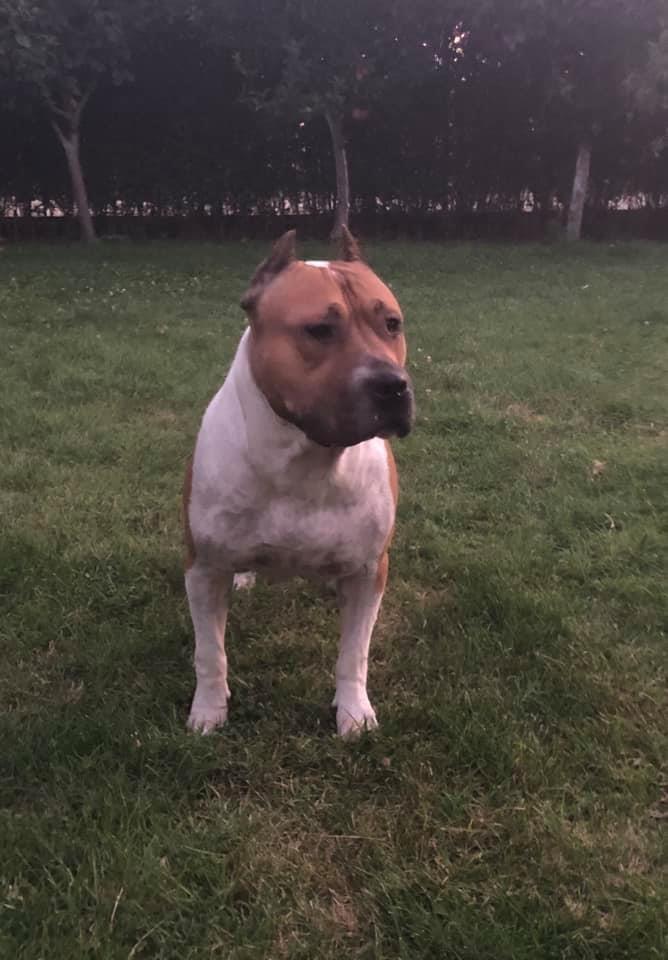 Pitbull
