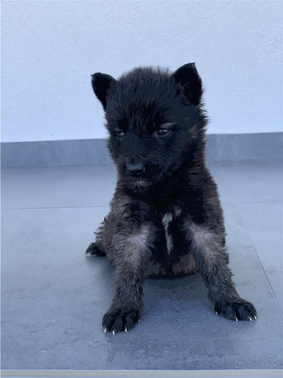 Belg-malinois