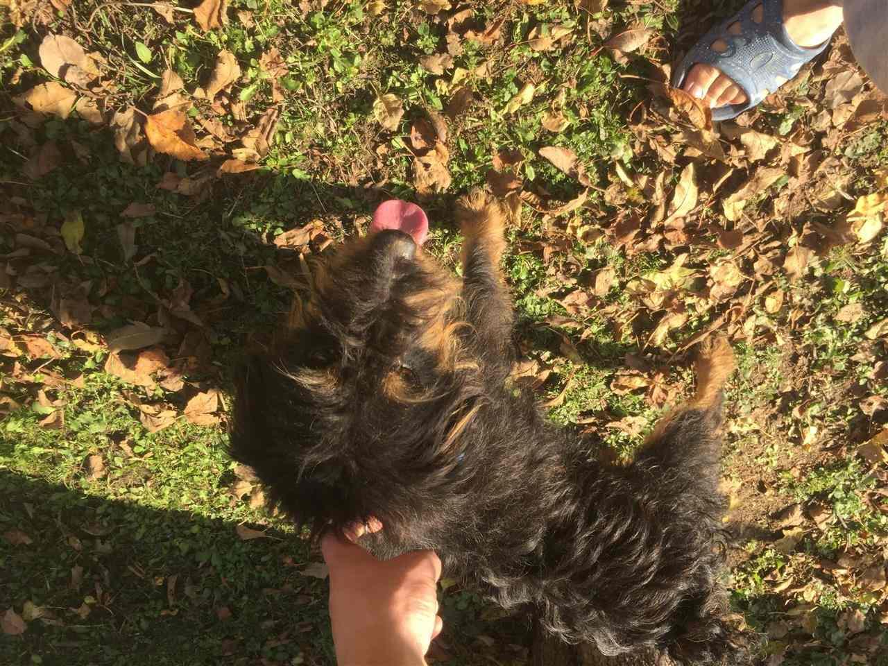 Terrier