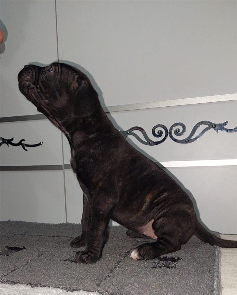 Cane-Corso