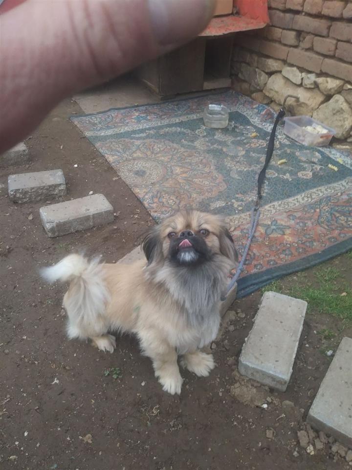 piknzer