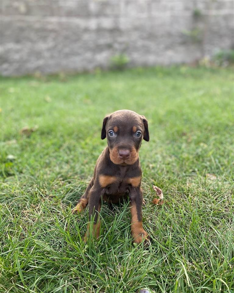 Doberman