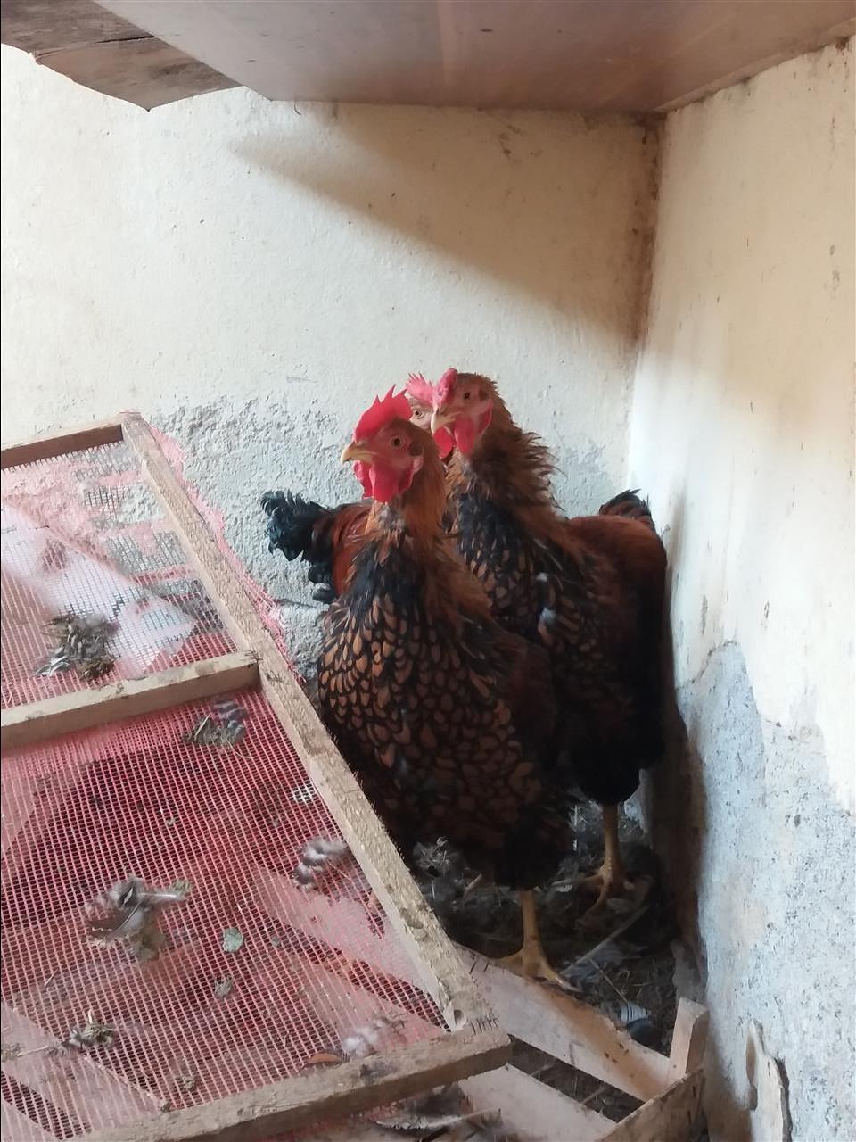 Shpezë
