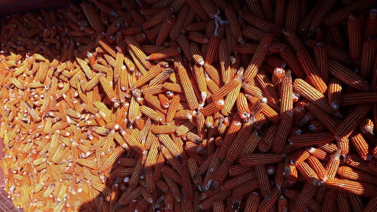 Sanë