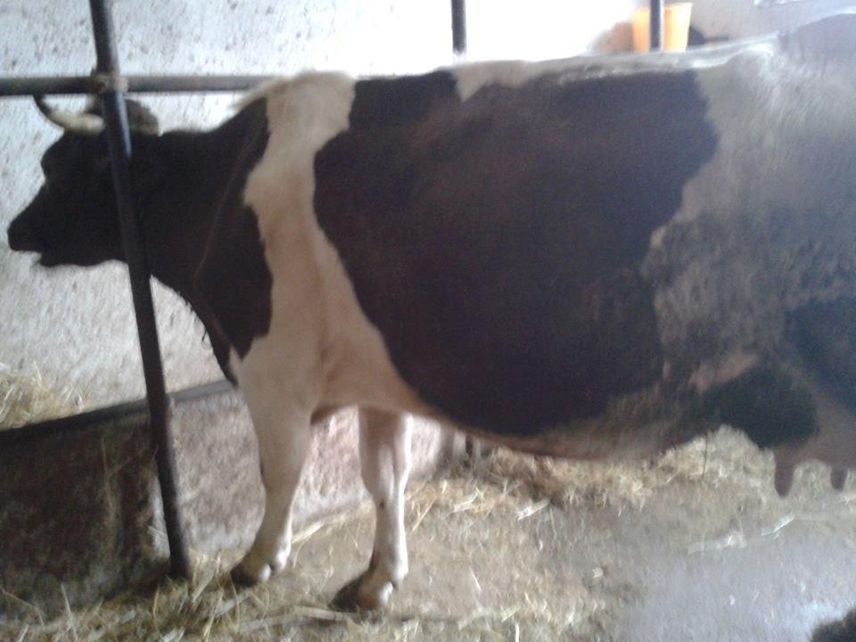 shes-lopen