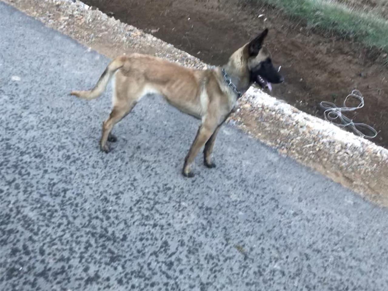 Belg-malinois