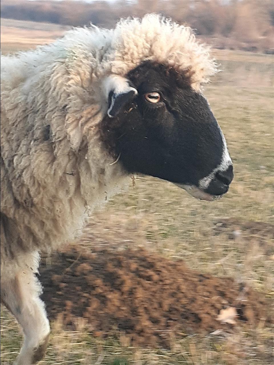 Shiten-delet-barsa--dhit-barsa