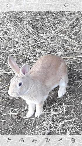 Lepuri