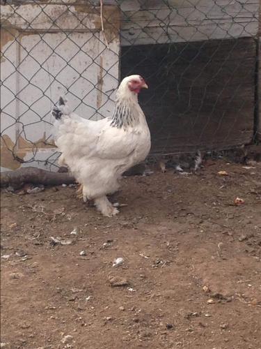Brahma light qift 