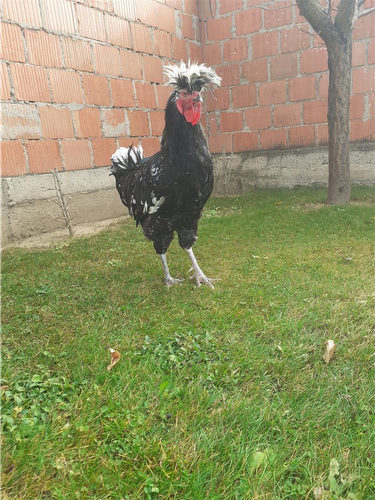 Gjeli