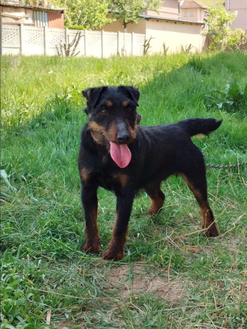 Terrier