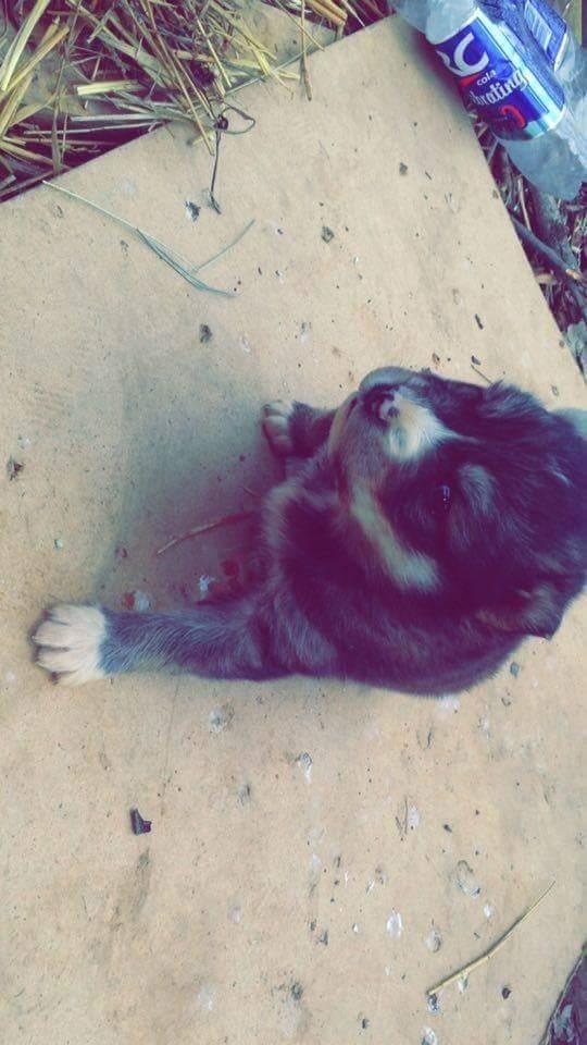 Hasky