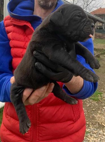 Cane corso