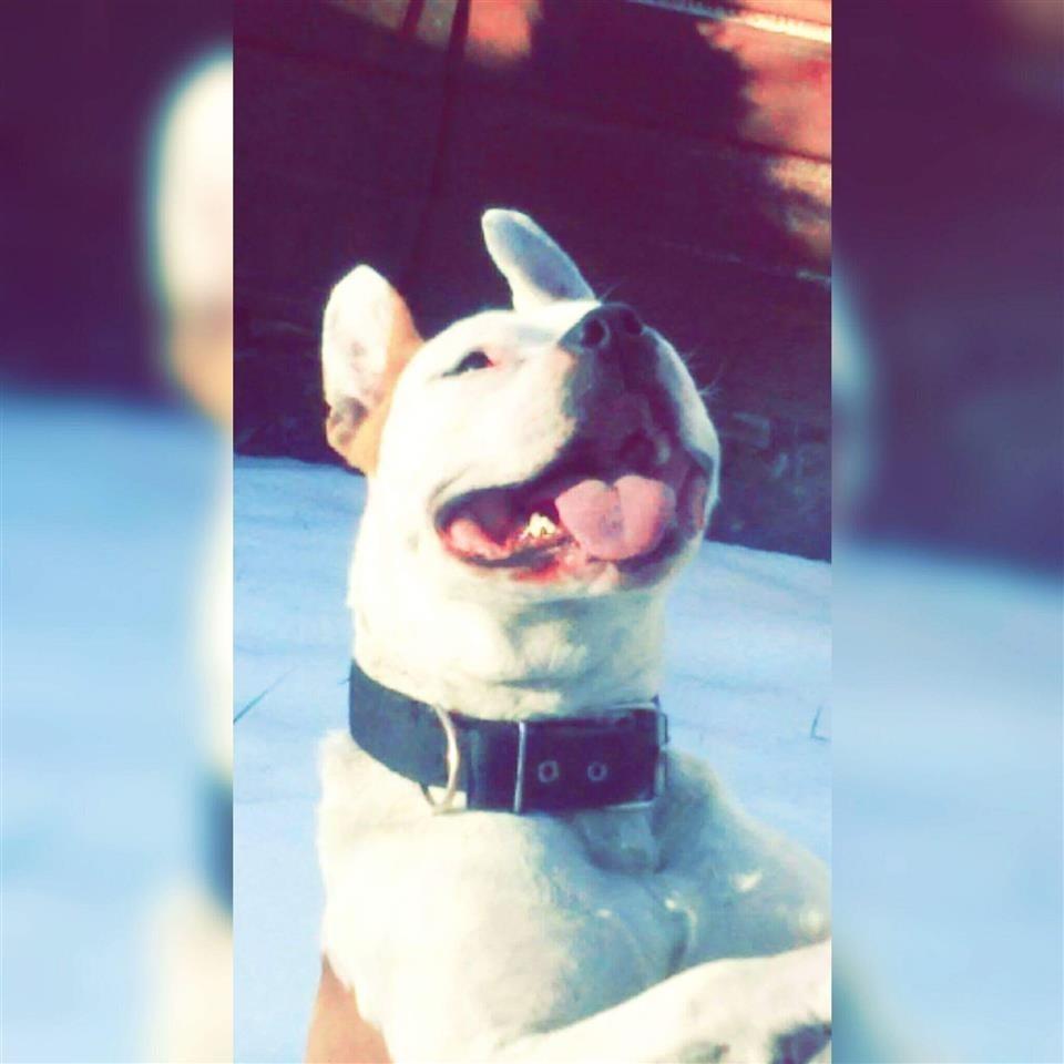 pit-bull