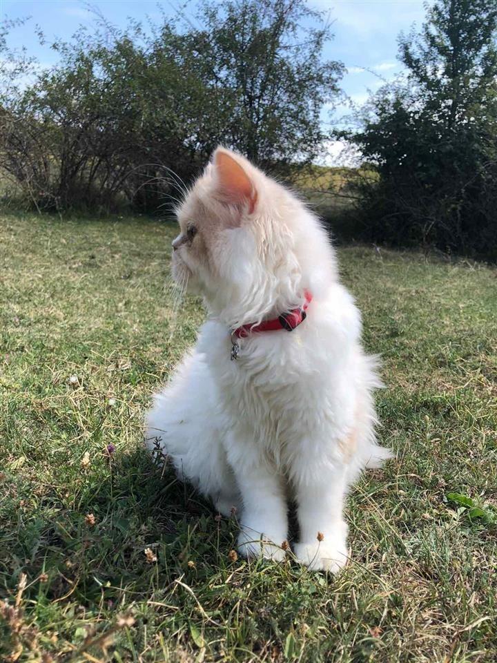 Persiane
