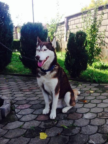 Haskyy