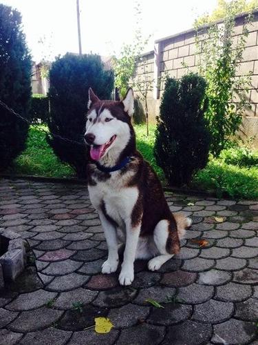 Haskyy