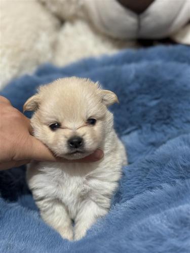 Minispitz