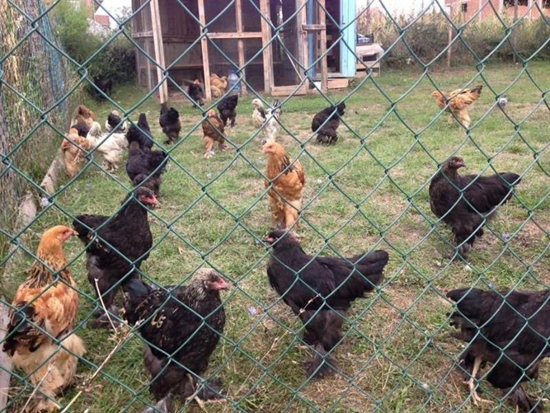 Brahma-