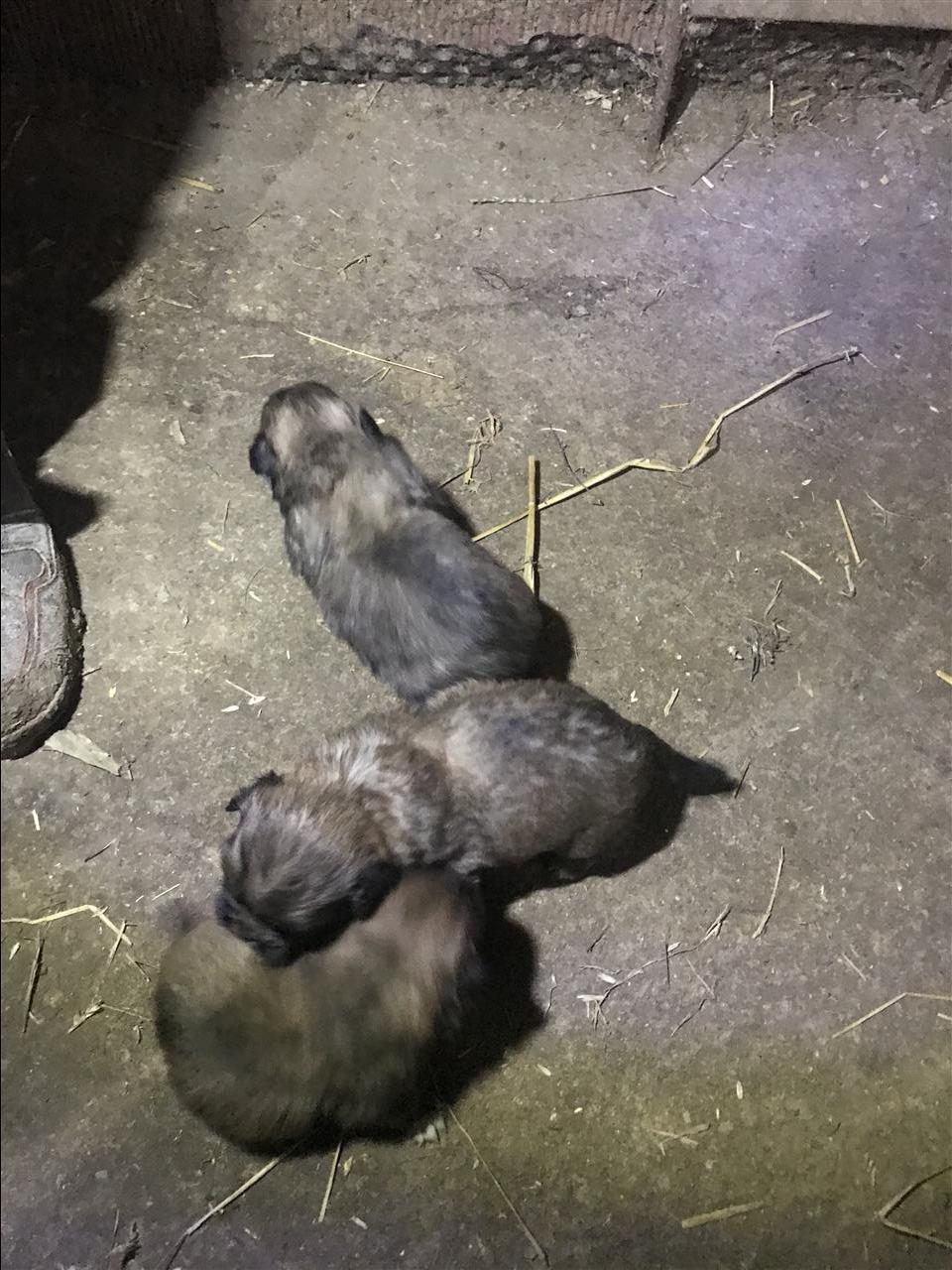 Pekinizera-