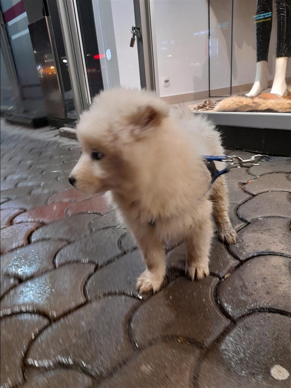 Extra-samoyed-