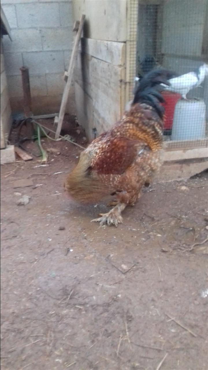 Dy-Gjela-