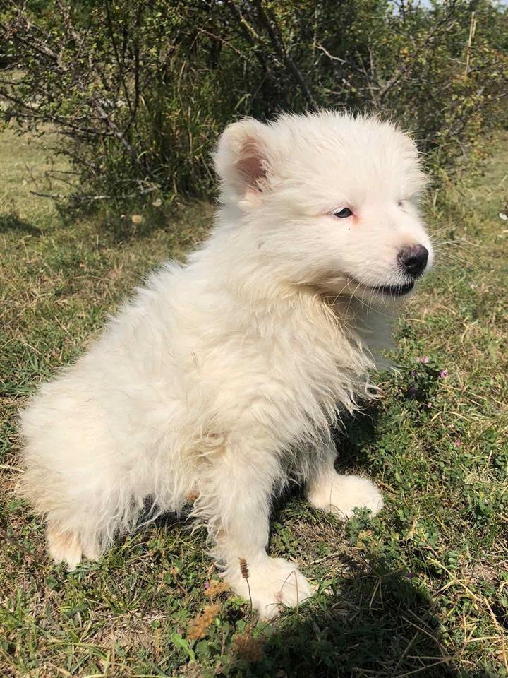 Samoyeda