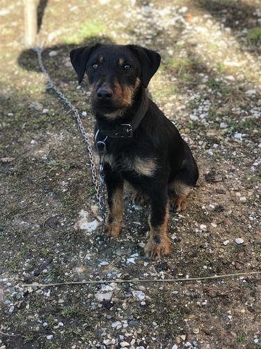 Terrier