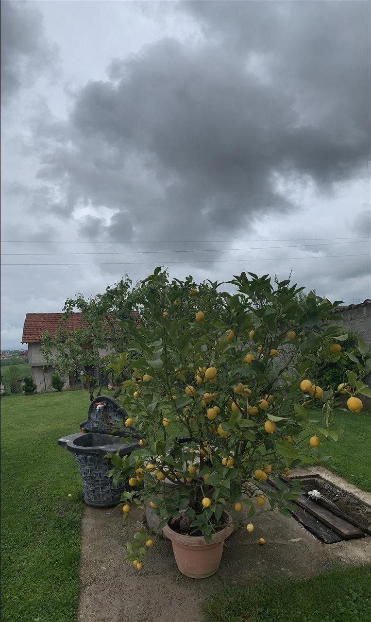 Limon