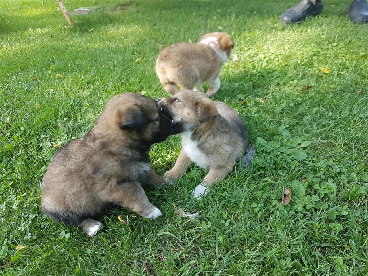 Buba