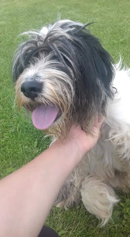 terrier