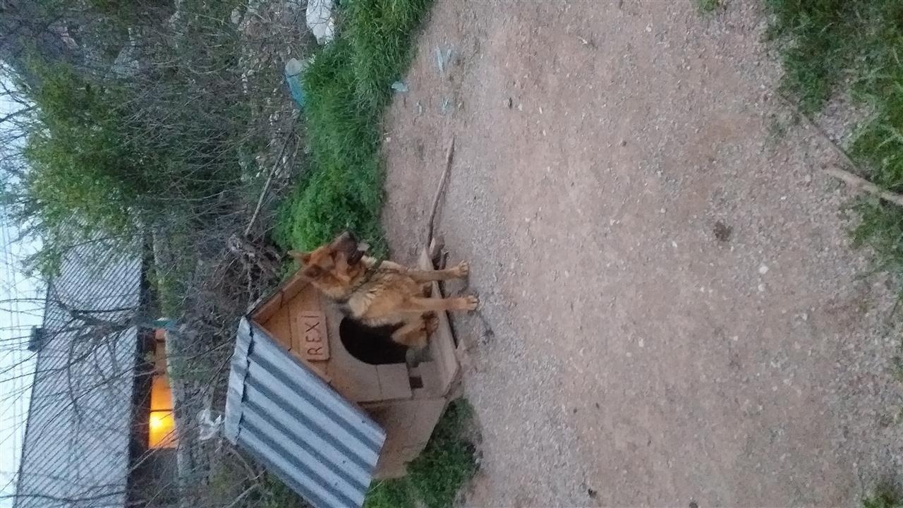 Shitet