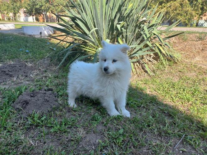 Samoyed