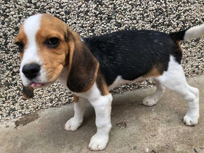 Beagle