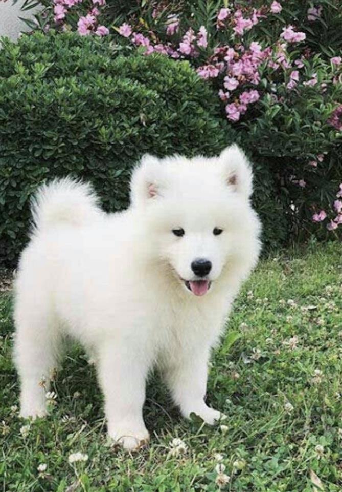 Mini-spitz