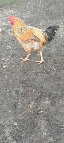 Knojsi