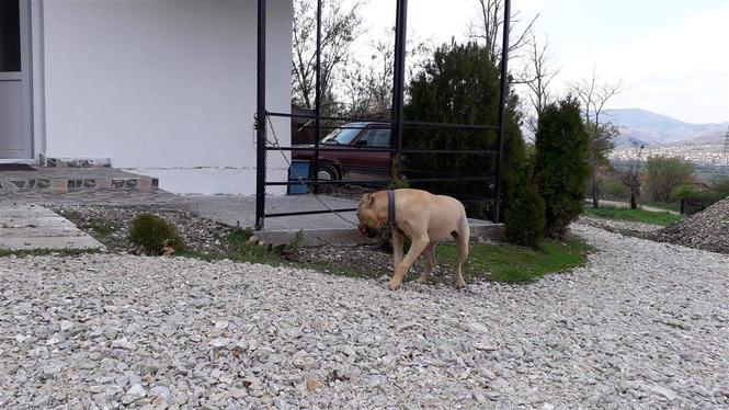 pitbull